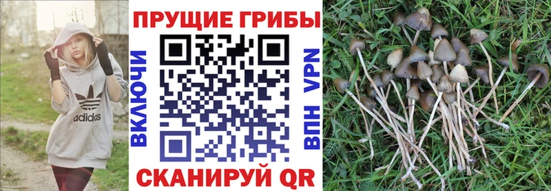 Псилоцибиновые грибы Magic Shrooms  Купить закладки  Искитим 
